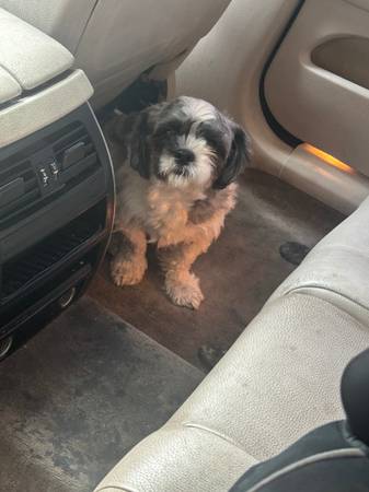 Hermoso, cariñoso, cuidadoso Shizu (área de Natomas)63848769198851120