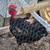 YOUNG ROOSTERS (some are NakedNeck) 3 thumbnail