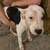 Two 4 month old Pitbull Puppies 4 thumbnail