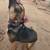 Rehoming 10 month old female blue heeler/German shepherd 3 thumbnail