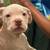 10 week old pit bull puppy 2 thumbnail