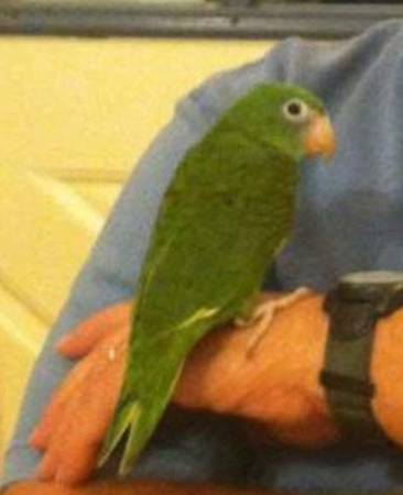 Canary wing parrot 1