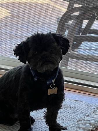 2 ShihTzu (Aurora)63679658554113123