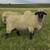HAMPSHIRE/SUFFOLK YEARLING RAMS 3 thumbnail