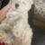 3 month puppy 3 thumbnail