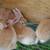 Tamuk Rabbits--9 weeks old 6 thumbnail