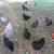 Chickens: Young Fresh Laying Hens. Eggs 7 thumbnail