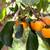 Persimmons at Farm 4 thumbnail