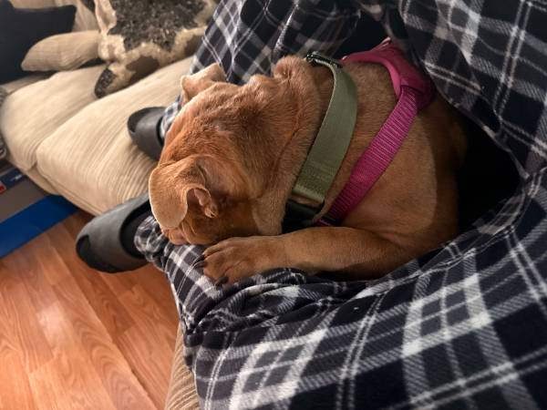 micro bully (Port Arthur)64194368929667120