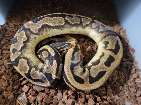 Ball Pythons, Pied (San Jose)64291902203137122
