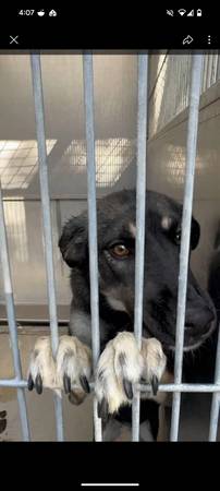 Sweet and Gentle German Shepherd (Carmichael)63881394857603124