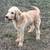 Free puppy 1 thumbnail