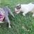 Exotic Bully Puppies 2 thumbnail