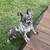 French Bull Dog PUPPY'S 1 thumbnail