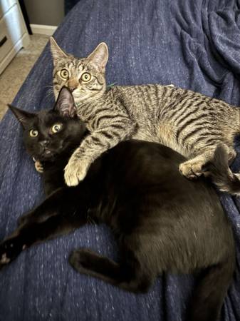 Two kittens available for adoption (Santa Rosa)63941740562179124