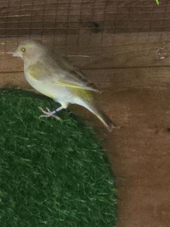 Canaries 1
