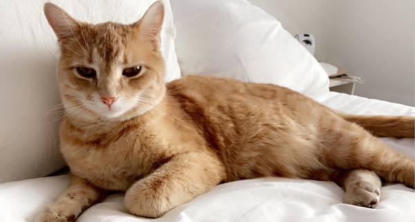 Cat lost in Columbia Heights (47th ave NE & Pierce St NE)63379487671041121