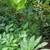 Gingers, Lilies, Bromiliads, Swiss Cheese (see list various prices) 8 thumbnail