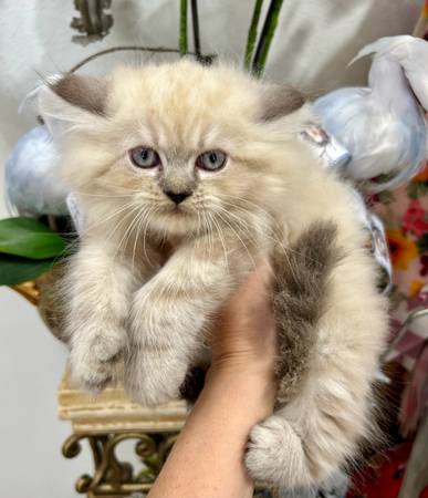 Ragamuffin gatitos machos y hembras ~ (Franklinton)63988255108738121