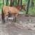 Qh mare 1 thumbnail