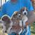 Beagle Puppies 2 thumbnail