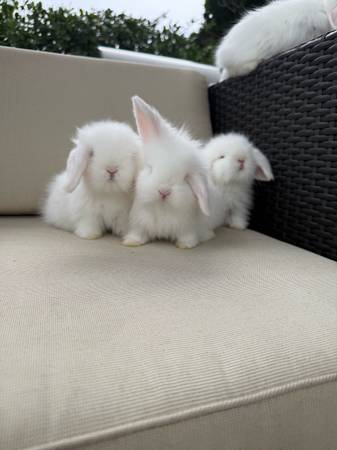 ✨Adorables crías de conejo Teddywidder – Blanco con ojos azules✨ (Delray Beach)63936142152323120