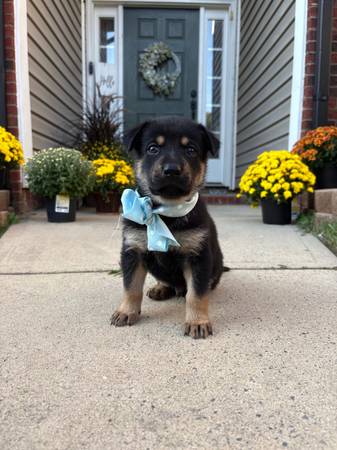 German Shepherds (Matthews)63927657752707124