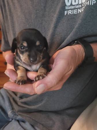 4 chiweenie girls63762945785731123
