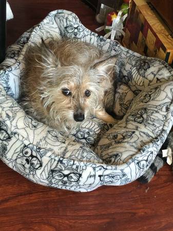 Lost Dog 1
