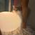 Siberian Kittens 2 thumbnail