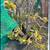 Free Jade plants and Cactus 3 thumbnail