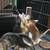 RESCUE KITTENS 5 thumbnail