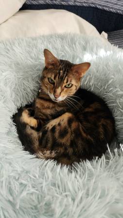 Lost Bengal Cat (Gadsden, Noccalua area)63483242081411122