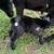 Nigerian dwarf doe 6 thumbnail