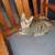 Savannah Kittens 1 thumbnail