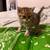 Scottish straight kittens 4 thumbnail