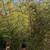 Black Bamboo 🎍 3 thumbnail