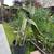 various trees and plants for sale 16 thumbnail