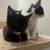 2 Month Female & Male kittens 4 thumbnail