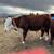 Yearling Bulls for sale 2 thumbnail