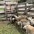 Buck lamb 9 thumbnail