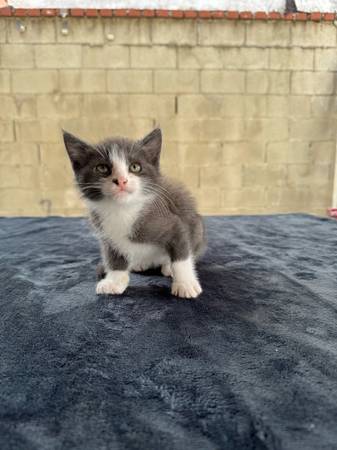 Playful Kittens Need Loving Homes (Los Angeles)63829899999873121