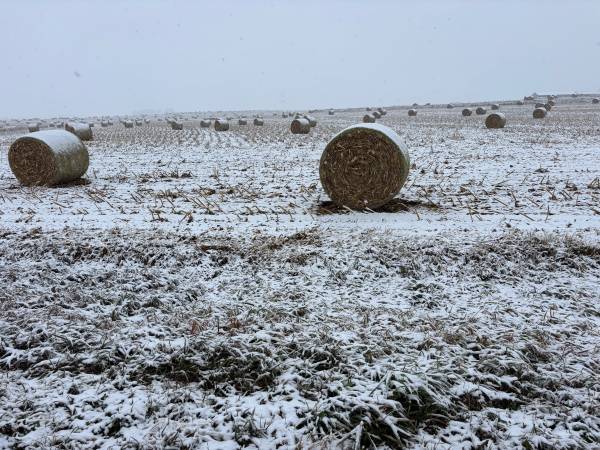 Cornstalk bales 1
