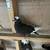 High quality Iranian pigeons 21 thumbnail