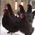 French Copper Maran Pullets / Roosters / Chickens / Laying Hens 1 thumbnail