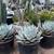 Unusual agaves 9 thumbnail