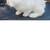 Rabbits 2 thumbnail