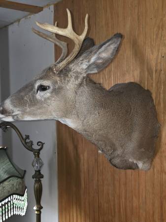 Deer Shoulder Mount 6 point with mane 1