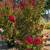Crepe Myrtle 1 thumbnail
