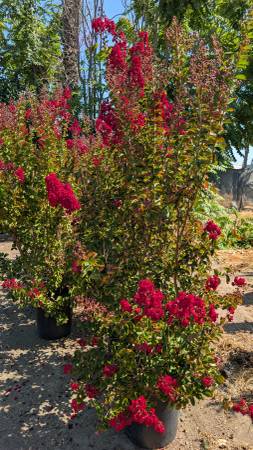 Crepe Myrtle 1